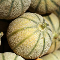 Forecast for melon plantations