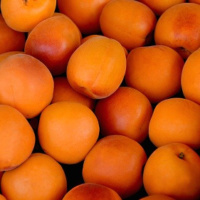 European harvest forecast for apricots