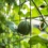 Prévisions des plantations de Melon Charentais, campagne 2023 : Maroc Espagne France